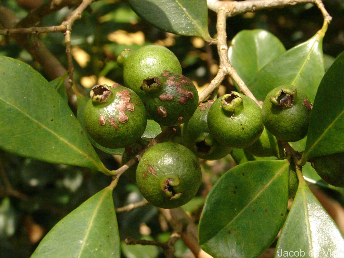 Psidium cattleyanum Sabine